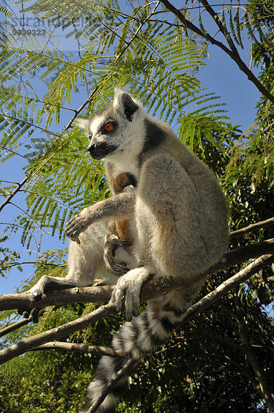 Katta (Lemur catta) in den Trockenwäldern im Süden von Madagaskar  Afrika  Indischer Ozean
