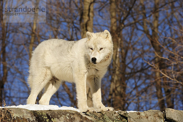 Polarwolf  Weißwolf oder Arktischer Wolf (Canis lupus arctos) steht auf einem schneebedeckten Fels  Kanada