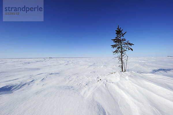 Arktische Landschaft  Hudson Bay  Wapusk-Nationalpark  Manitoba  Kanada