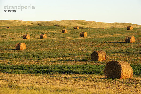 Strohballen auf den Feldern  Saskatchewan  Kanada