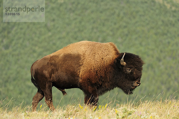 Bison (Bison bison) in der Prärie beim Waterton Lakes Nationalpark  Alberta  Kanada