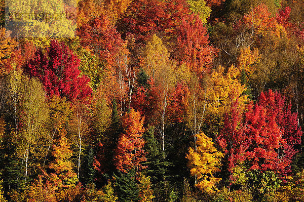 Bäume in intensiver Herbstfärbung  Ontario  Kanada