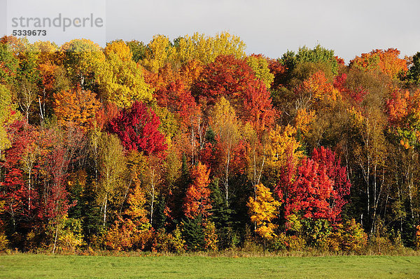 Bäume in intensiver Herbstfärbung  Ontario  Kanada