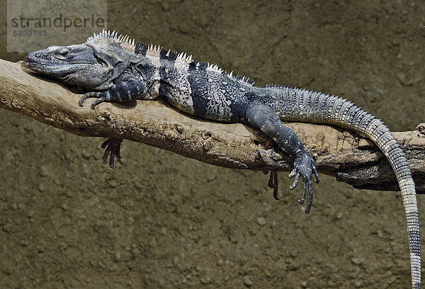 Schwarzer Leguan (Ctenosaura similis)  Zoologischer Garten Berlin  Berlin  Deutschland  Europa