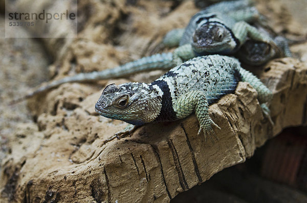 Blauer Stachelleguan (Sceloporus serrifer cyanogenys)  Zoologischer Garten Berlin  Berlin  Deutschland  Europa