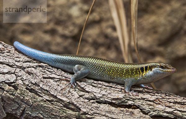 Blauschwanzskink (Trachylepis quinquetaeniata)  Tiergarten Berlin Ost  Berlin  Deutschland  Europa