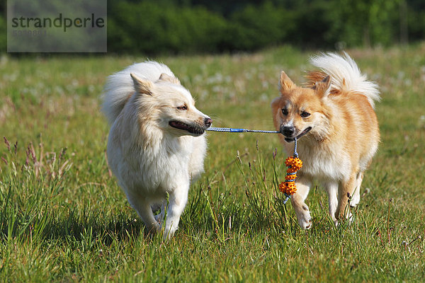 Zwei laufende Islandhunde (Canis lupus familiaris)  Hündinnen mit Hundespielzeug