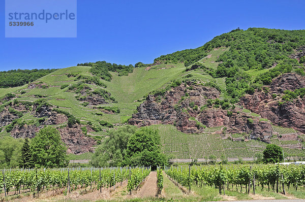 Lösnicher Försterlay  eine Großlage im deutschen Weinbaugebiet Mosel bei Lösnich  Tal der Mosel  Rheinland-Pfalz  Deutschland  Europa