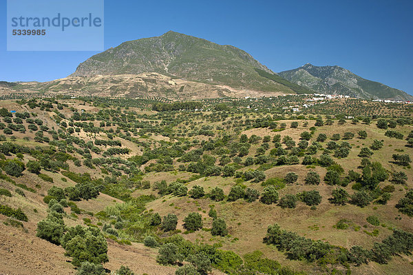 Olivenbäume und der Ort Chefchaouen an einem Berghang im Riffgebirge  Nordmarokko  Marokko  Afrika