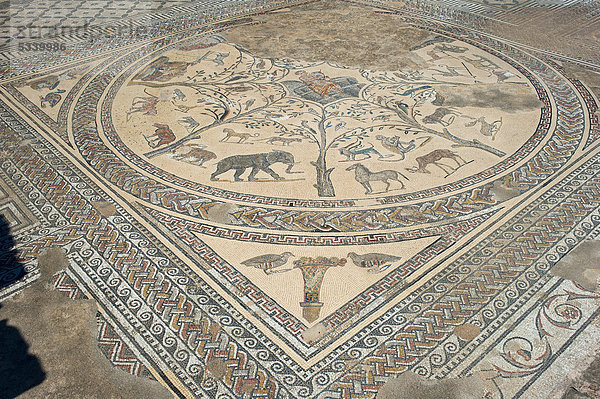 Antikes Fußbodenmosaik mit Orpheus in einem Kreis von Tieren  römische Ruinen  antike Residenzstadt Volubilis  Nordmarokko  Marokko  Afrika