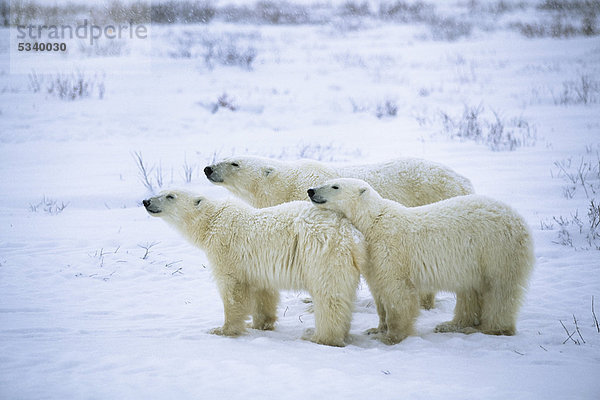 Drei Eisbären (Ursus maritimus) in Schneegestöber  Churchill  Kanada