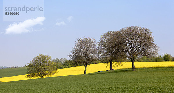Walnussbäume mit blühendem Rapsfeld  Südpfalz  Pfalz  Rheinland-Pfalz  Deutschland  Europa