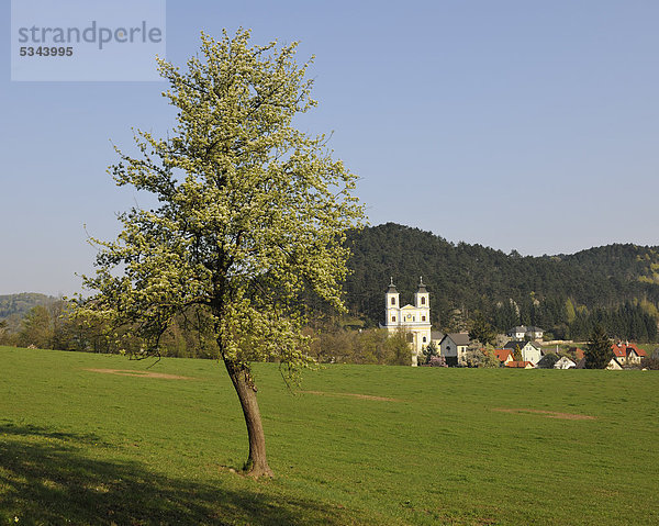 Wallfahrtskirche Hafnerberg im Frühling  Niederösterreich  Österreich  Europa