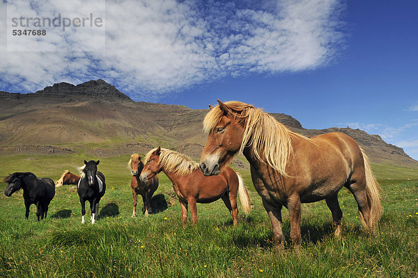 Islandpferde (Equus ferus caballus)  SnÊfellshalbinsel  Island  Europa