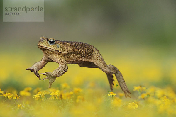 Aga-Kröte oder Riesenkröte (Bufo marinus)  Alttier springt in Dogweed (Dyssodia pentachaeta)  Laredo  Webb County  Südtexas  Texas  USA  Amerika