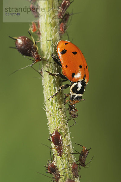 Convergent Ladybug Marienkäfer (Hippodamia convergens)  Alttier frisst Blattläuse (Aphidoidea)  Laredo  Webb County  Südtexas  Texas  USA  Amerika