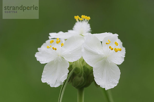 Prairie Spiderwort Dreimasterblume (Tradescantia occidentalis)  blühende weiße Form  Palmetto State Park  Gonzales County  Texas  USA  Amerika