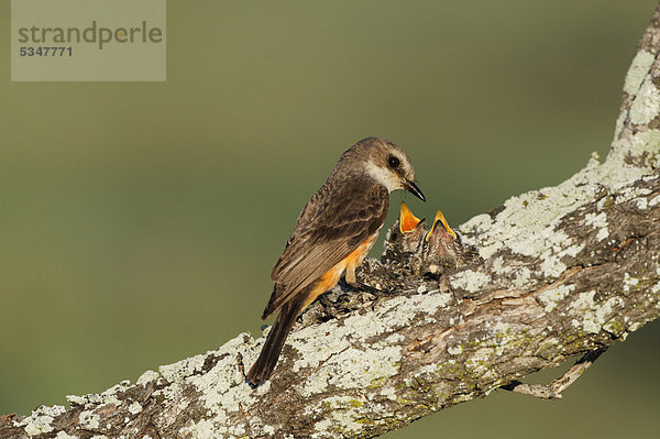 Rubintyrann (Pyrocephalus rubinus)  Weibchen füttert Junge im Nest  Laredo  Webb County  Südtexas  Texas  USA  Amerika