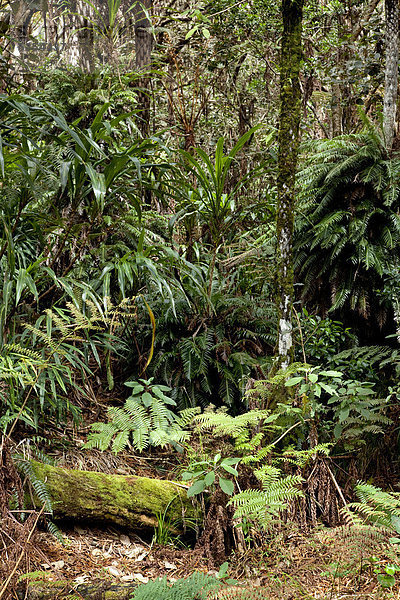 Urwald im Foret de Belouve  Nationalpark  in Hell-Bourg  Insel La Reunion  Indischer Ozean