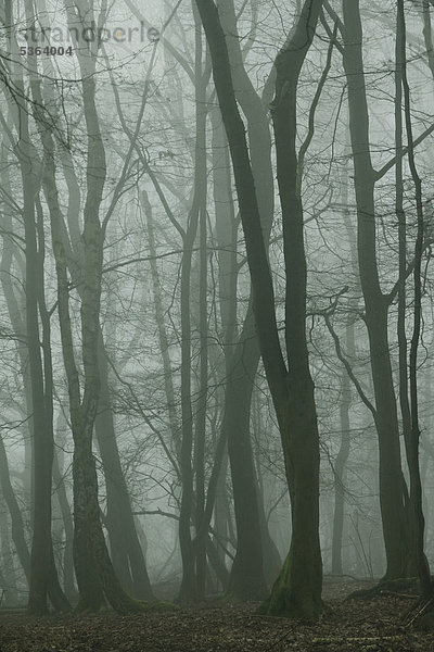 Wald im Nebel  Seilerwald  Iserlohn  Sauerland  Nordrhein-Westfalen  Deutschland  Europa