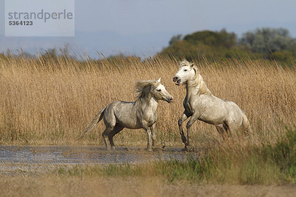 Zwei Camargue-Pferde (Equus caballus)  Hengste streiten sich im seichten Wasser  Camargue  Frankreich  Europa