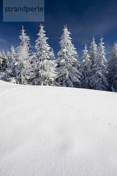 Schneebedeckte Tannen am Schauinsland  Freiburg im Breisgau  Schwarzwald  Baden-Würtemberg  Deutschland  Europa