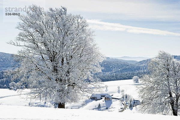Europa bedecken Baum Buche Buchen Baden-Württemberg Schwarzwald Deutschland Schauinsland Schnee