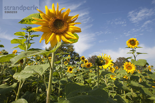 Feld mit Sonnenblumen (Helianthus annuus)  Fröndenberg  Ruhrgebiet  Nordrhein-Westfalen  Deutschland  Europa