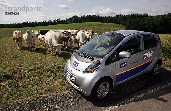 Rinder beobachten Elektroauto der Enso  Energie Sachsen Ost AG  bei Probefahrt  Freital  Sachsen  Deutschland  Europa