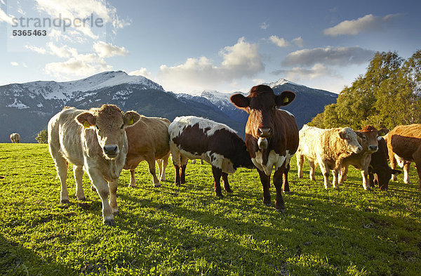 Rinder auf der Weide  Liesertal  Kärnten  Österreich  Europa