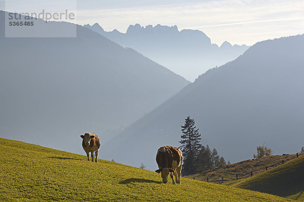 Kühe am Lobersberg  Mölltal  Kärnten  Österreich  Europa