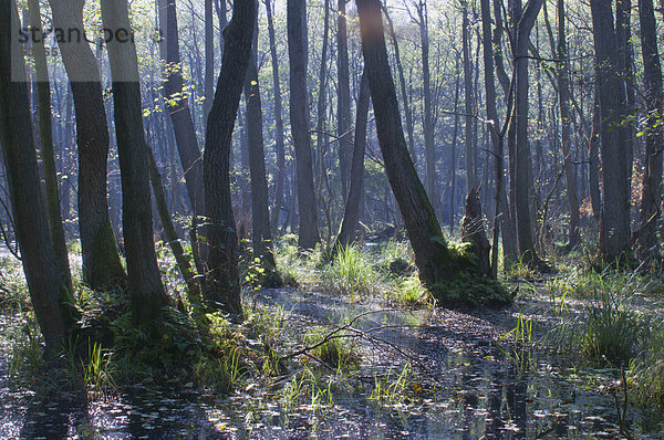 Erlenbruchwald (Alnus glutinosa)  Darß  Mecklenburg-Vorpommern  Deutschland  Europa