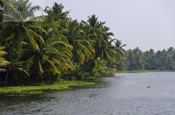 Landschaft im Altwasser von Kerala  Indien  Asien