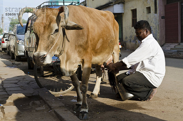 Kuh wird auf der Straße gemolken  Madurai  Tamil Nadu  Indien  Asien