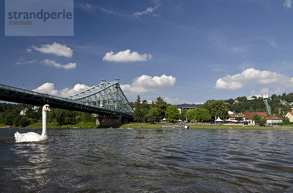 Loschwitzer Brücke oder Blaues Wunder mit der Elbe  Loschwitz  Dresden  Sachsen  Deutschland  Europa