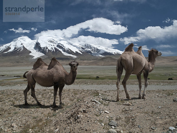 Trampeltiere (Camelus bactrianus) vor dem Muztag Ata  7546m  Vater der Eisberge  eine der höchsten Gipfeln in Pamir  Kashgar  Xinjiang  China  Asien