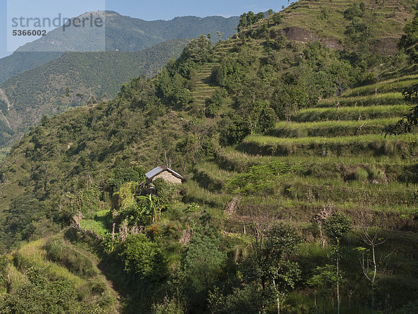 Terrassenfelder  die einzige Möglichkeit zum Anbau von Pflanzen in der hügeligen Region von Helambu  Nepal  Asien
