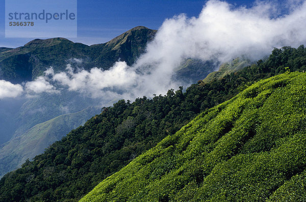 Teeplantagen  Nilgiri-Hügel  Ooty  Tamil Nadu  Indien  Asien