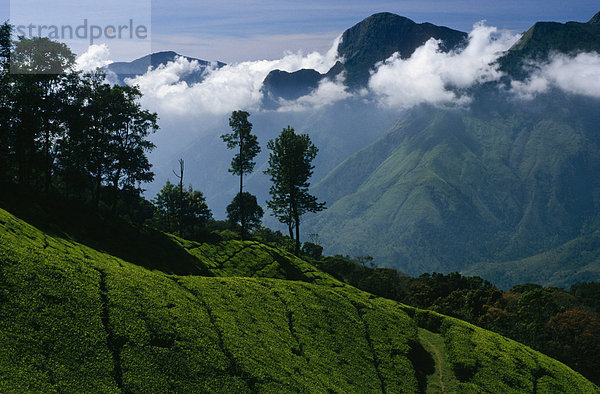 Teeplantagen  Nilgiri-Hügel  Ooty  Tamil Nadu  Indien  Asien