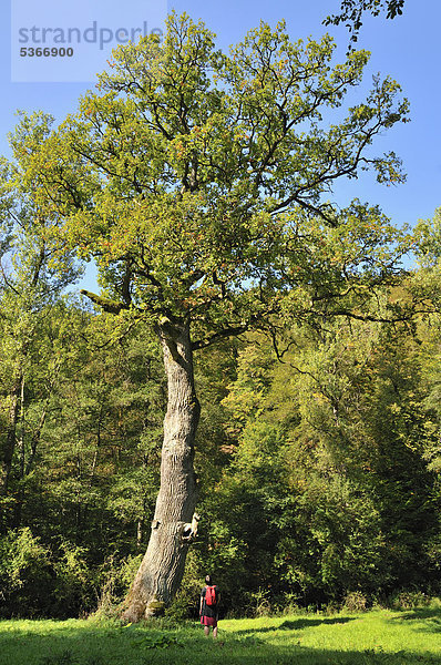 Königseiche  markanter Baum  Eiche (Quercus) im Naturpark Schönbuch  Baden-Württemberg  Deutschland  Europa