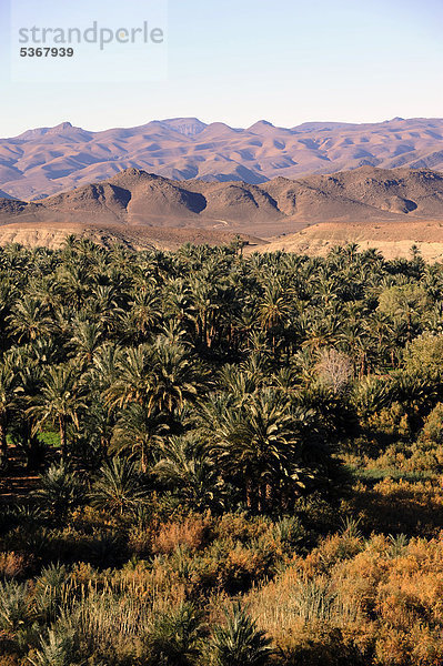 Palmen im Draa-Tal nahe Zagora  Südmarokko  Marokko  Maghreb  Nordafrika  Afrika