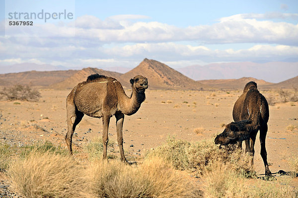 Dromedare (Camelus dromedarius) in der Wüste  Sahara  Südmarokko  Marokko  Maghreb  Nordafrika  Afrika