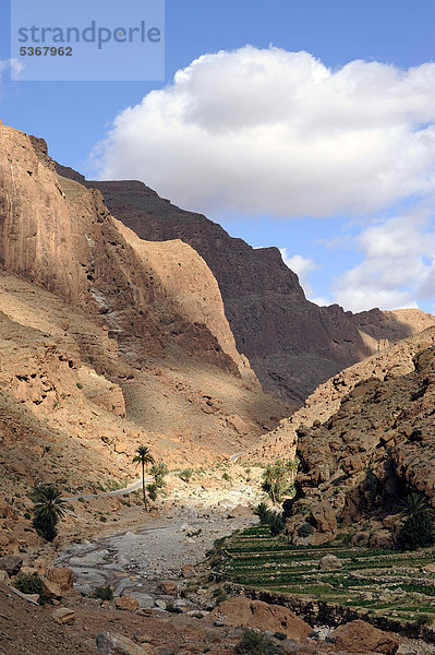 Gorge du Todra  Todra oder Todgha Schlucht  Atlasgebirge  nahe Tinerhir  Südmarokko  Marokko  Maghreb  Nordafrika  Afrika