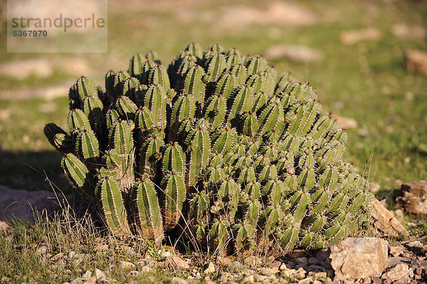 Maghrebinische Säulenwolfsmilch (Euphorbia resinifera)  Südwestmarokko  Marokko  Maghreb  Nordafrika  Afrika