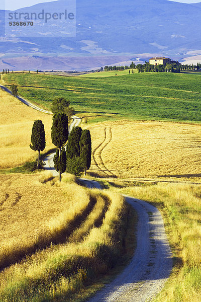 nahe Europa Baum Feld Italien Pienza Toskana