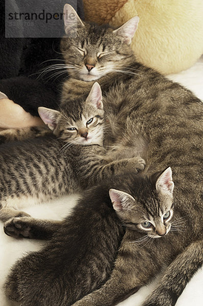 Katzenmutter liegend mit ihren zwei Katzenjungen