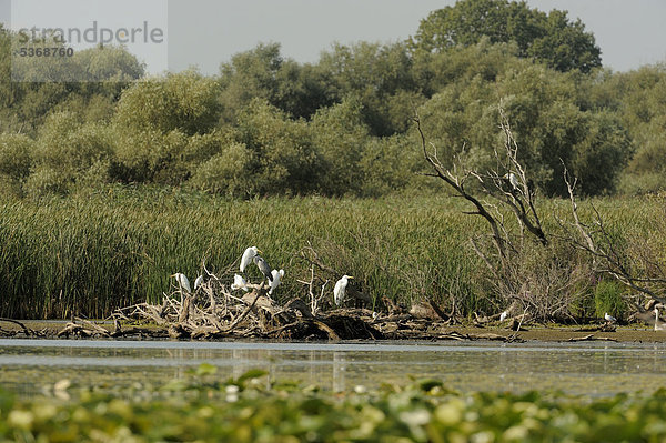 Silberreiher (Casmerodius albus)  Donau-Delta  Rumänien  Europa