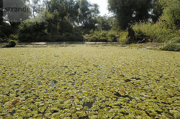 Gemeiner Schwimmfarn (Salvinia natans)  Donau-Delta  Rumänien  Europa
