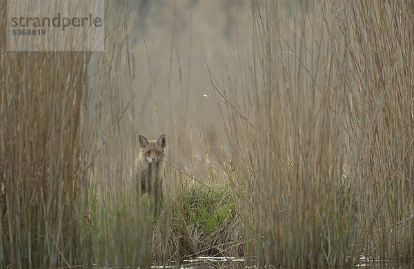 Rotfuchs (Vulpes vulpes)  Nationalpark Donauauen  Niederösterreich  Österreich  Europa