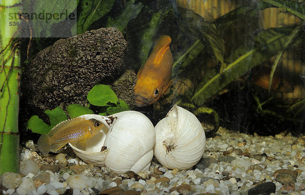 Tanganjika-Goldcichlide (Neolamprologus leleupi  Lamprologus leleupi)  und Tanganjika-Schneckenbarsch (Lamprologus ocellatus  Neolamprolagus ocellatus)  Aquarium